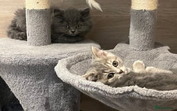 British Shorthair cats for sale: British shorthair x Persian  - Image 8