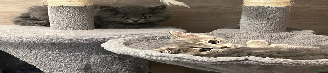 British Shorthair Kitten 3