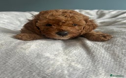 Cavapoo dogs for sale: Stunning F1B Cavapoo puppies  - Image 5