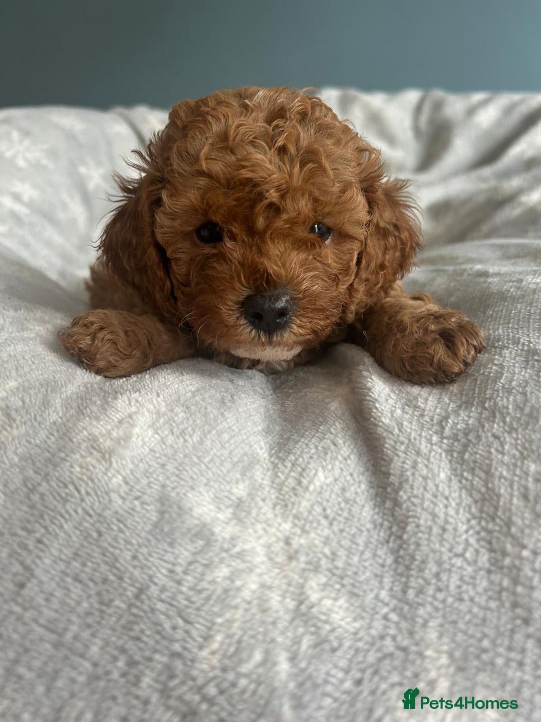 Cavapoo dogs for sale: Stunning F1B Cavapoo puppies  - Image 5
