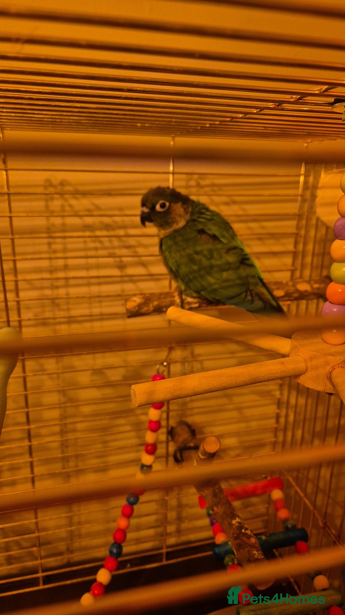 Conures birds Green cheek conure  - Advert 1