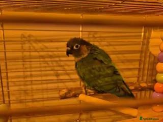 Conures birds Green cheek conure - Advert 1