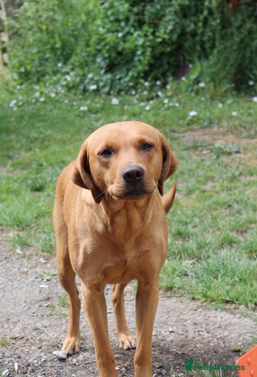 Labrador Retriever dogs Fox Red Labrador retriever puppies for sale   - Advert 2
