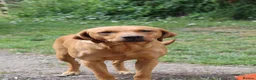 Labrador Retriever dogs for sale: Fox Red Labrador retriever puppies for sale   in Gillingham - Advert 2