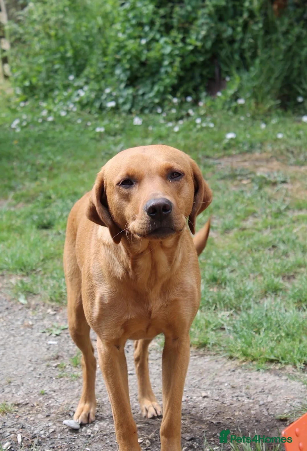 Labrador Retriever dogs for sale: Fox Red Labrador retriever puppies for sale   in Gillingham - Advert 2