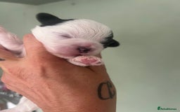 Shih Tzu dogs for sale: 5 Beautiful shihtzu  puppies for sale 2xM 3xF - Image 12