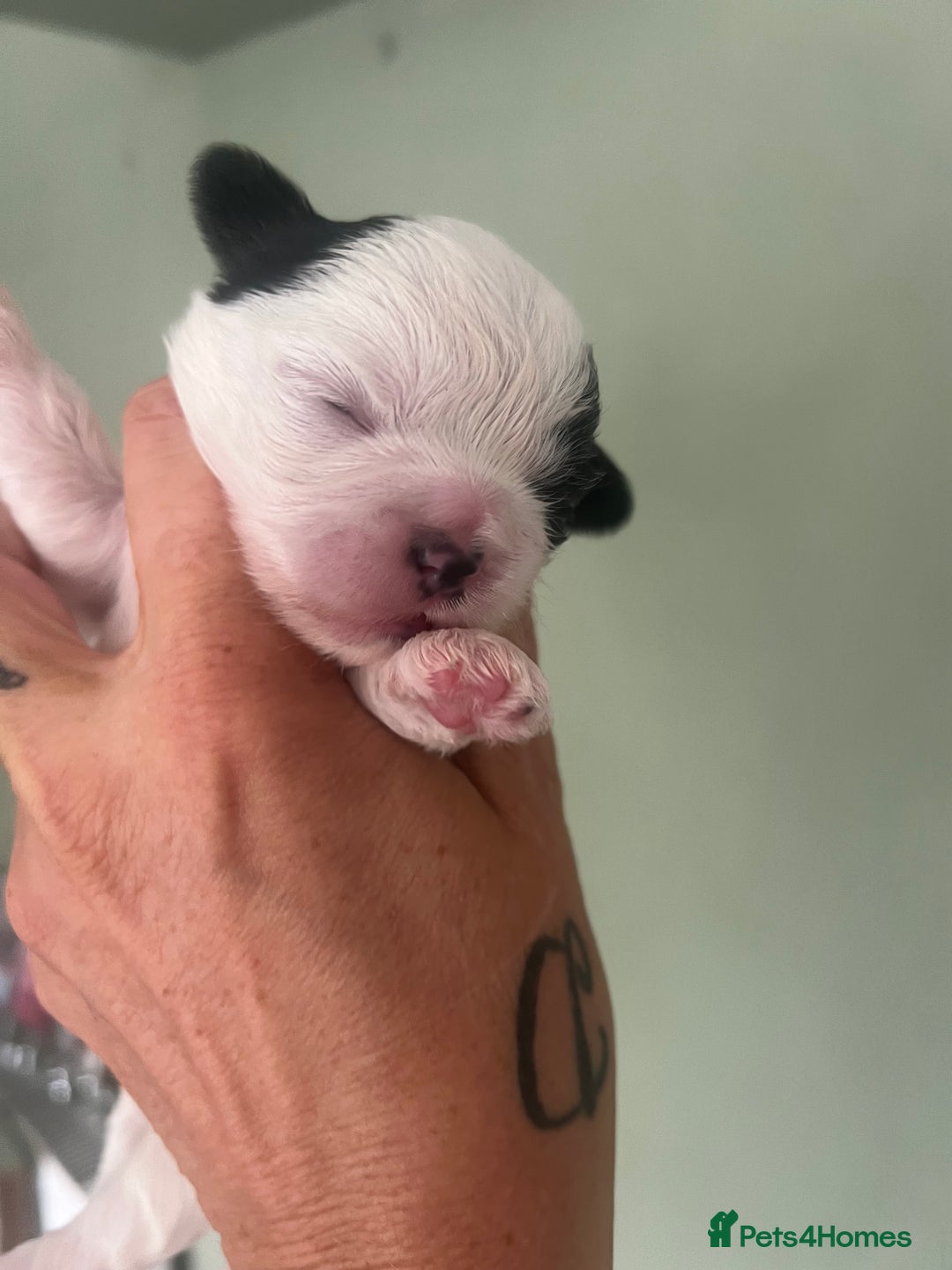 Shih Tzu dogs for sale: 5 Beautiful shihtzu  puppies for sale 2xM 3xF - Image 12