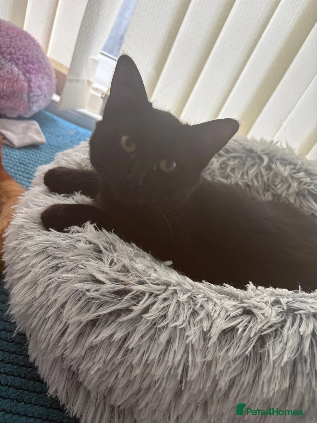 Mixed Breed cats for sale: Maine coon cross Rag doll litter  - Advert 2