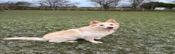 German Shepherd dogs for sale: White Apricot/Cream 3yrs old (2023). - Advert 26