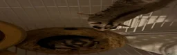 Sugar Glider rodents for sale: 2x Male sugar Gliders age 3 years - Advert 6