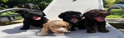 Cockapoo dogs for sale: Cockapoo puppies for sale - Advert 17