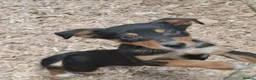 Australian Kelpie dogs for sale: Farm bred 5 boys 3 girls kelpie puppies - Advert 17
