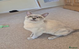 Burmese cats for sale: Beautiful Pedigree Lilac Female Burmese - Image 1