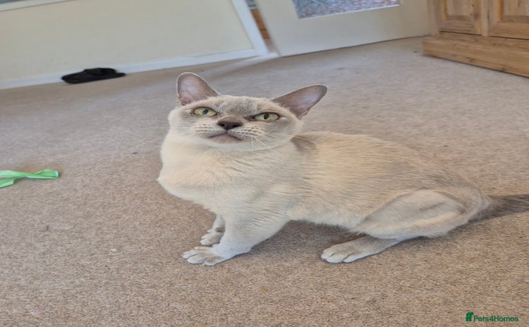 Burmese cats - Advert 1
