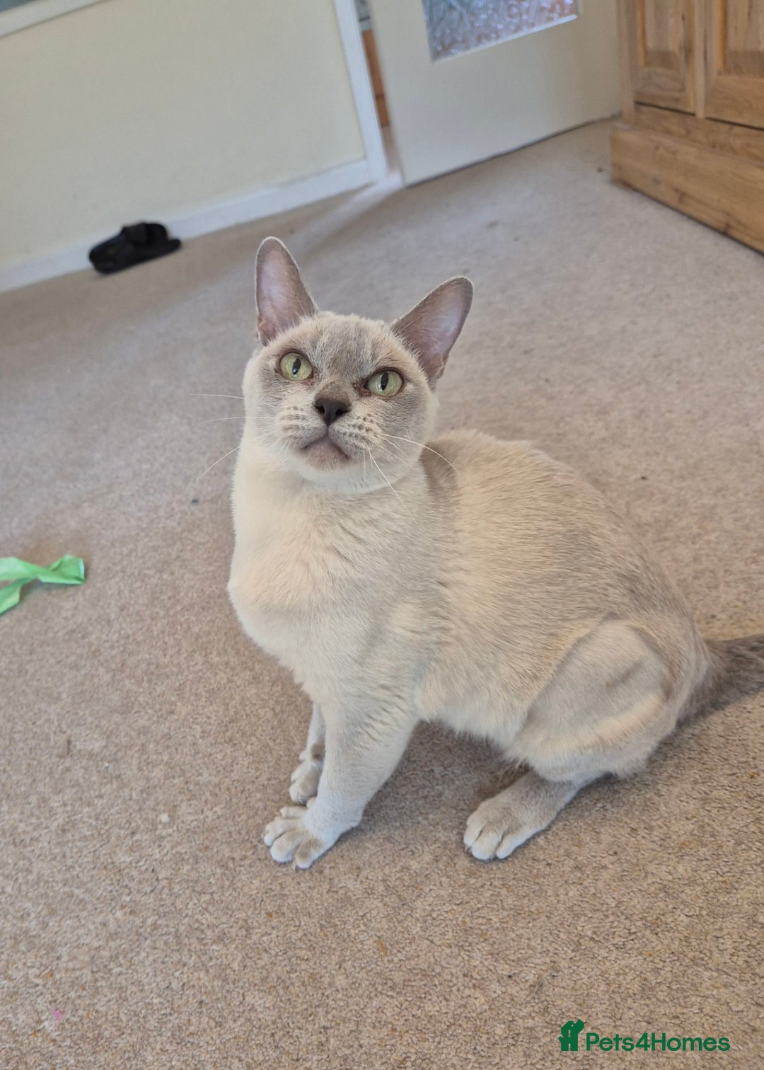 Burmese cats for sale: Beautiful Pedigree Lilac Female Burmese - Image 1