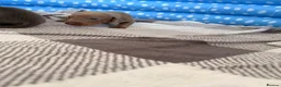 Miniature Dachshund dogs for sale: Isabella, Black and Tan, brown miniature dachshund - Advert 9