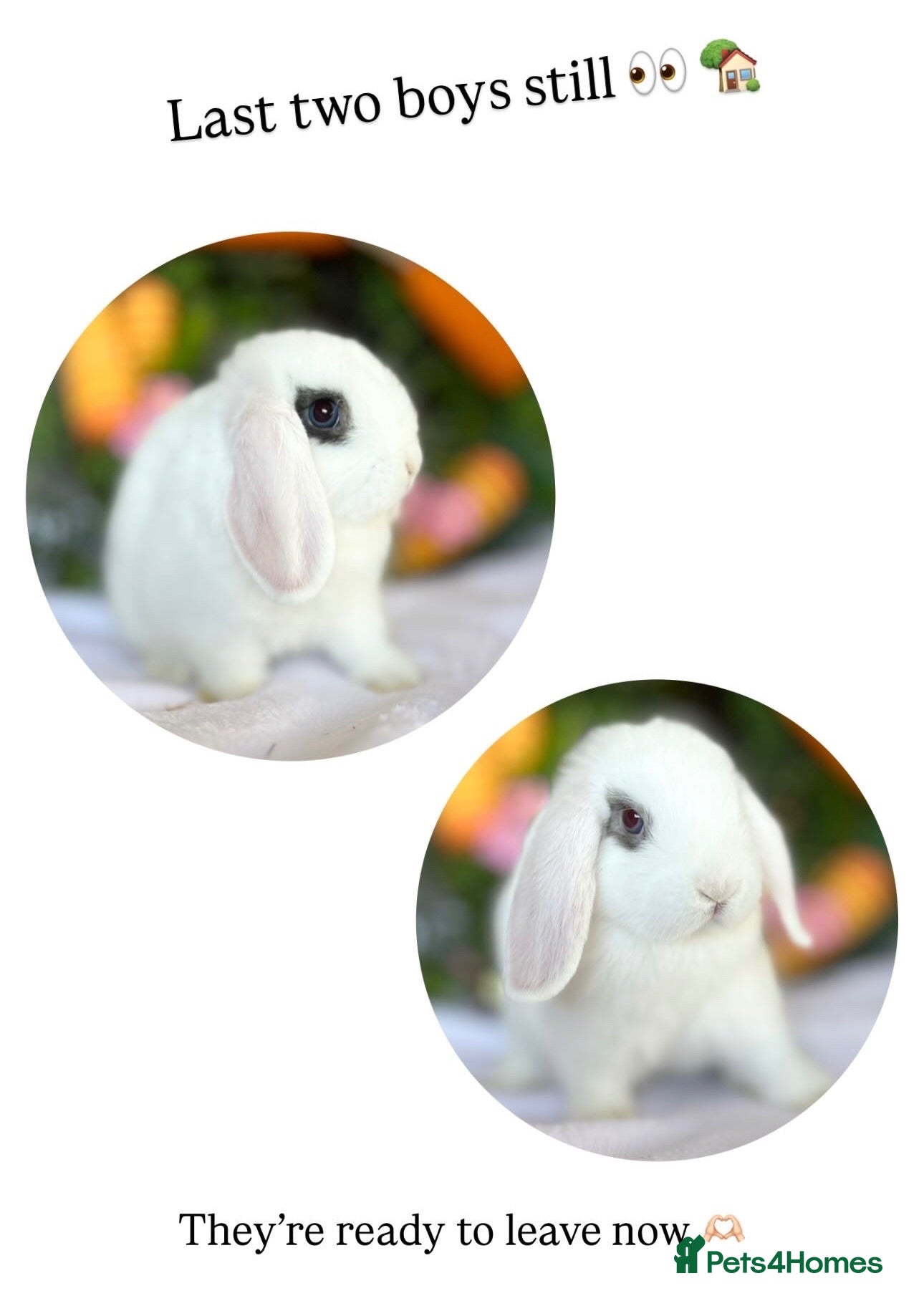 Mini Lop rabbits Mini Lops available - last 2 - ready now - Advert 6