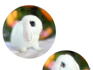 Mini Lop rabbits Mini Lops available - last 2 - ready now - Advert 6