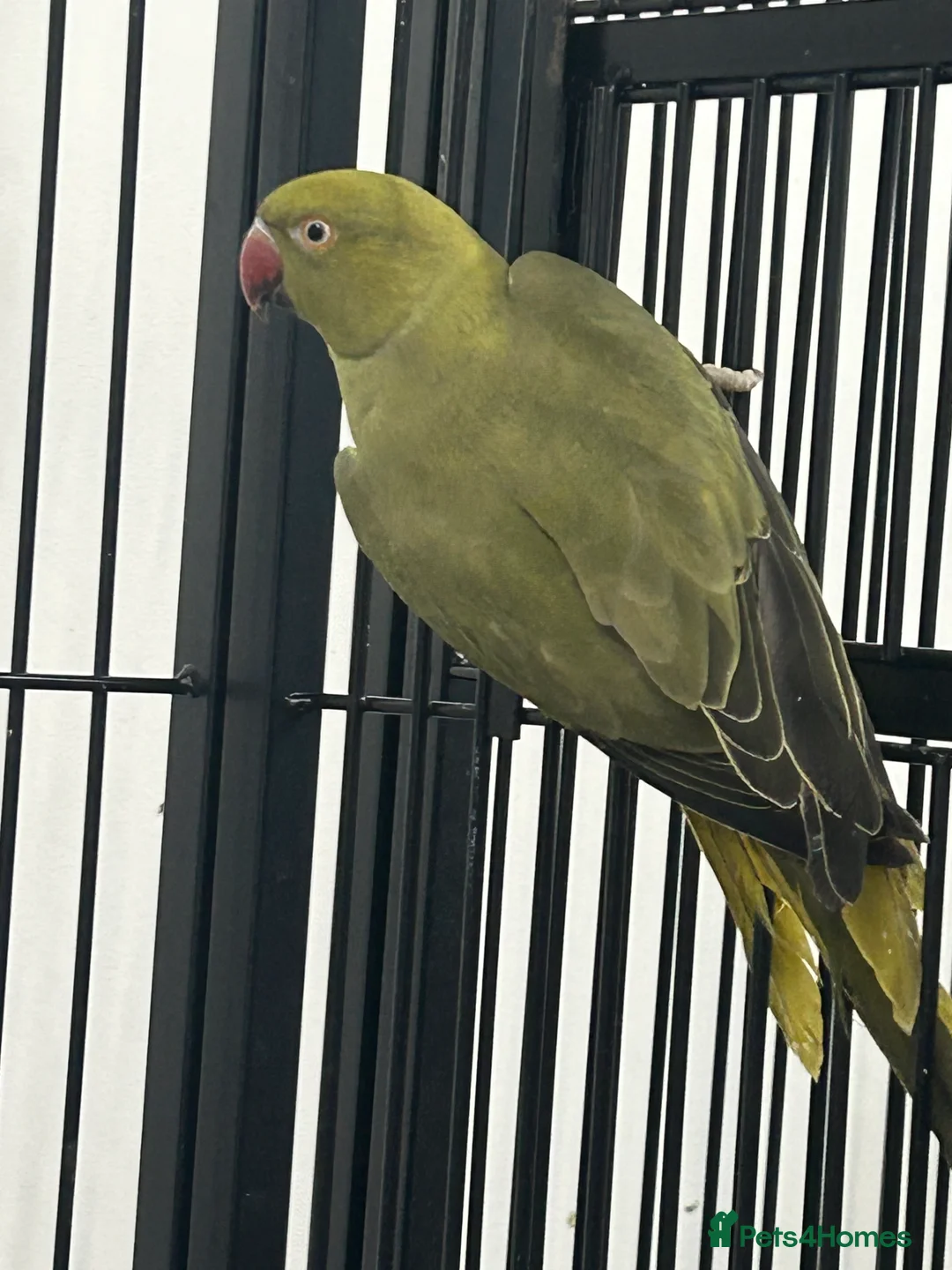 Ringnecks birds for sale: Stunning Baby Indian Ringnecks  - Advert 7