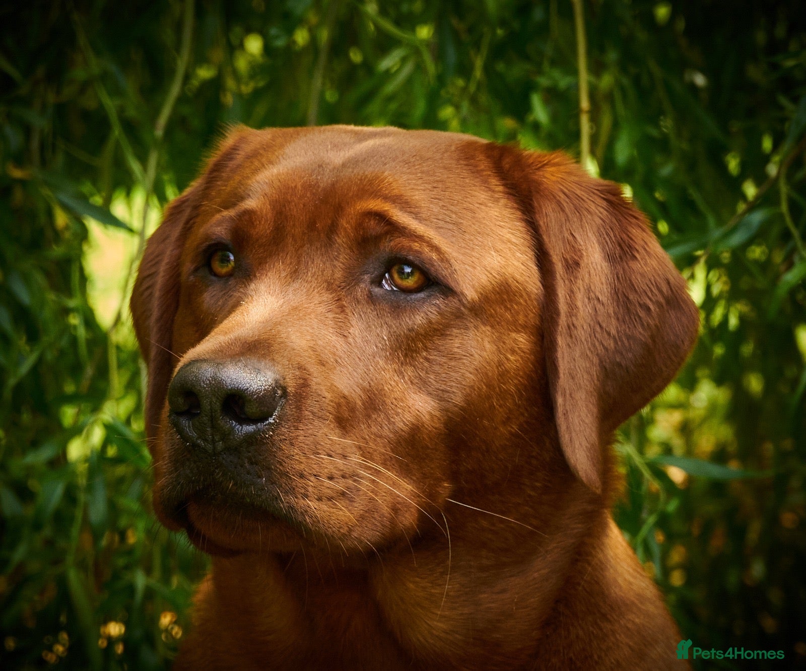 Labrador Retriever dogs Fox Red Labrador Puppies For Sale - Advert 2