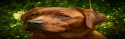 Labrador Retriever dogs for sale: Fox Red Labrador Puppies For Sale - Advert 2