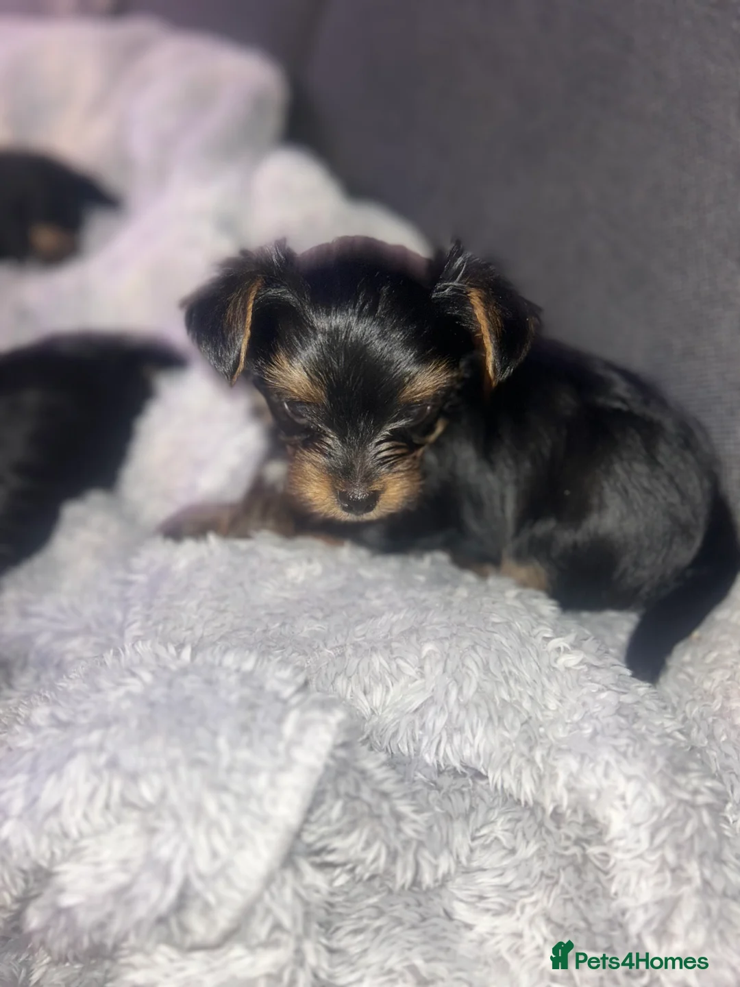 Yorkshire Terrier dogs for sale: Stunning Yorkshire Terriers Puppies  - Advert 23