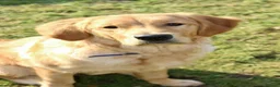 Golden Retriever dogs for sale: Dog for Sale in Croydon - Advert 4