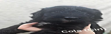 Cockapoo 5