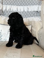Cockapoo dogs - Advert 4