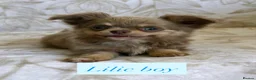 Chihuahua dogs for sale: Beautiful chihuahuas in Badminton - Advert 3