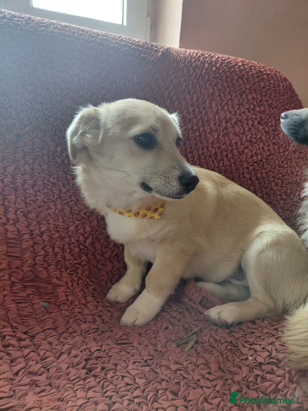 Mixed Breed dogs for adoption: 🌸Little HARA🌸- gentle, grateful and full of love - Advert 2