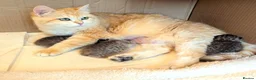 British Shorthair cats for sale: Gorgeous Golden Tabby ✨ British Shorthair Kitten ⭐ - Advert 9