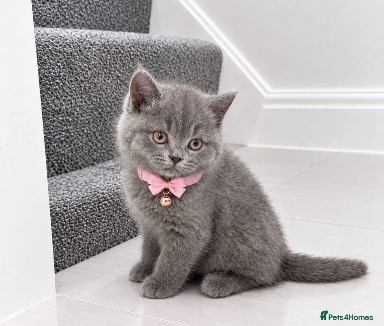 British Shorthair cats TICA- Registered Female British Shorthair Kitten🐾 - Advert 6