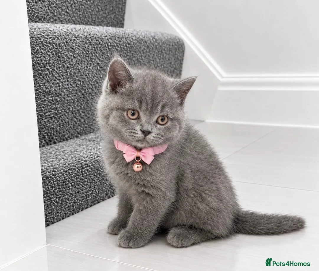 British Shorthair cats for sale: TICA- Registered Female British Shorthair Kitten🐾 - Advert 1
