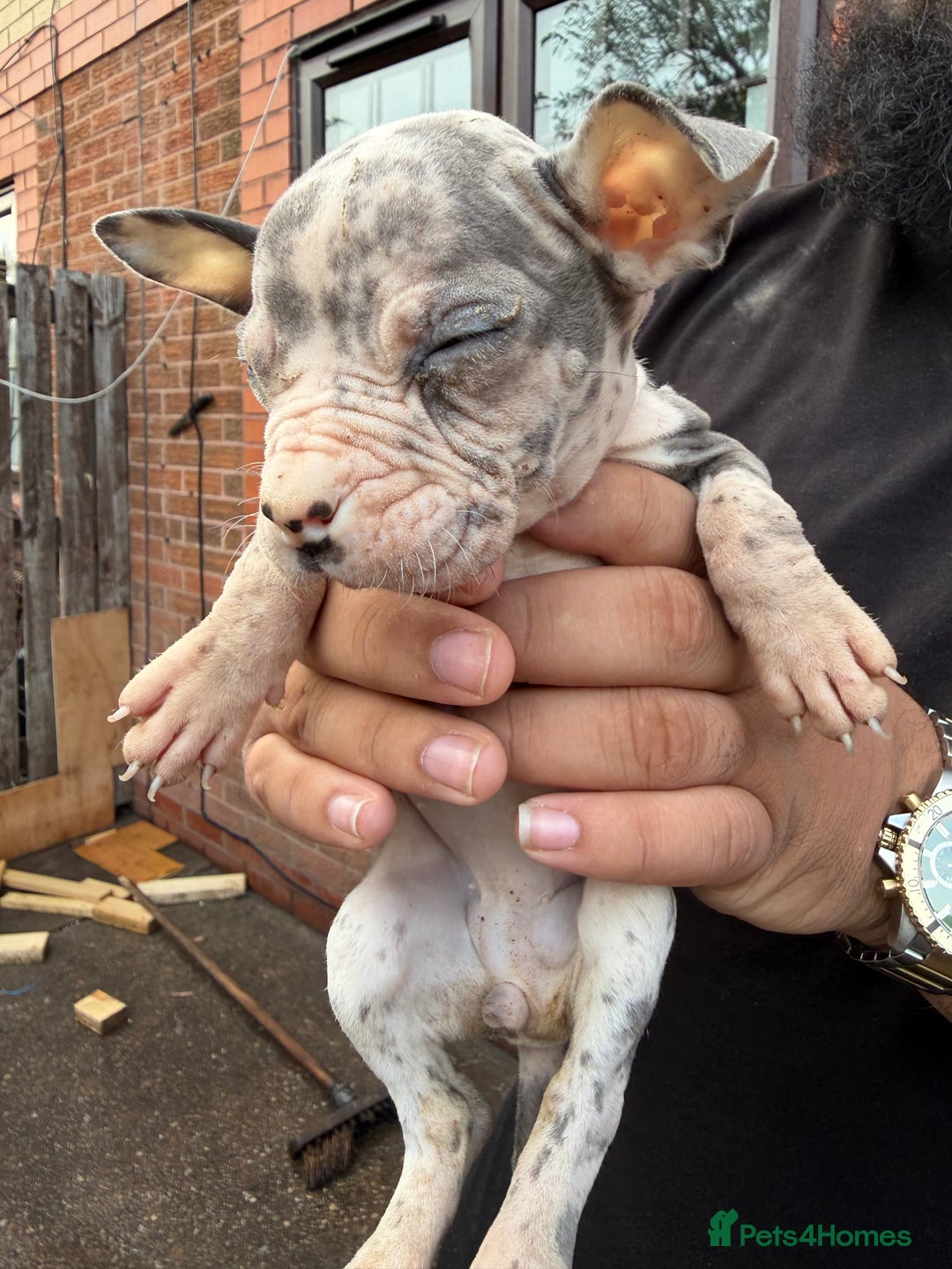 Mixed Breed dogs for sale: Old English cross, cane corsa  - Image 15