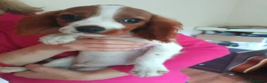 King Charles Spaniel 1