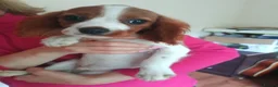 King Charles Spaniel dogs for sale: Pure bred king Charles ♥️ - Advert 10