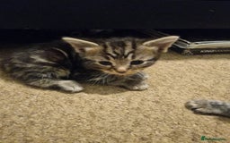 Mixed Breed cats for sale: Kittens looking for there forever homes  - Image 7