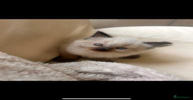Ragdoll cats - Advert 15