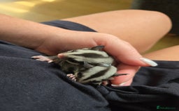Sugar Glider rodents for sale: Boy and Girl Sugar gliders - Image 2