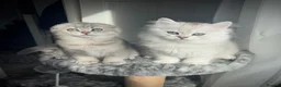 Scottish Fold cats for sale: 😻Stunning Scottish fold/straight kittens❤️😍😻 - Advert 4