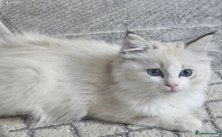 Ragdoll cats - Advert 11