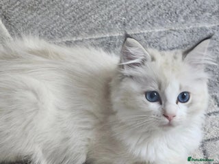 Ragdoll cats - Advert 33