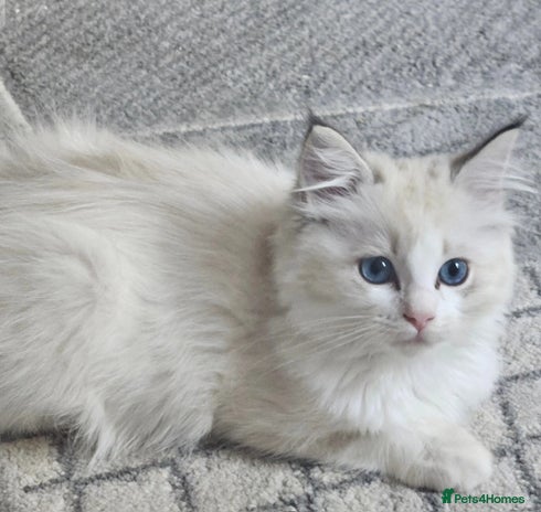 Ragdoll cats - Advert 12