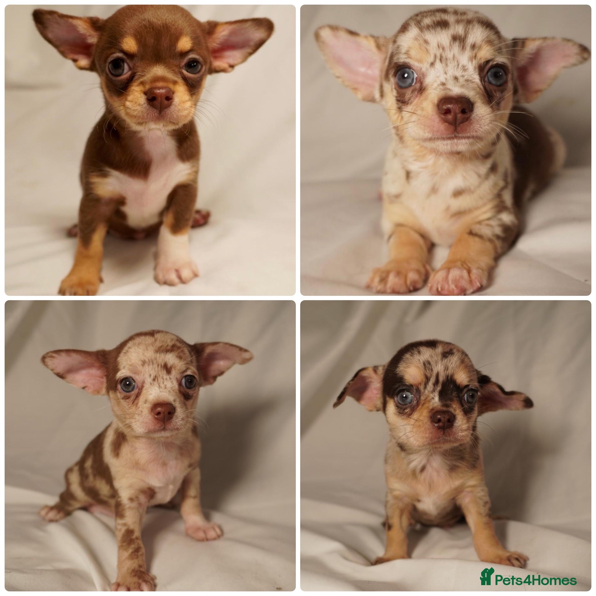 Chihuahua dogs Gorgeous litter of merle chihuahua pups - Advert 1