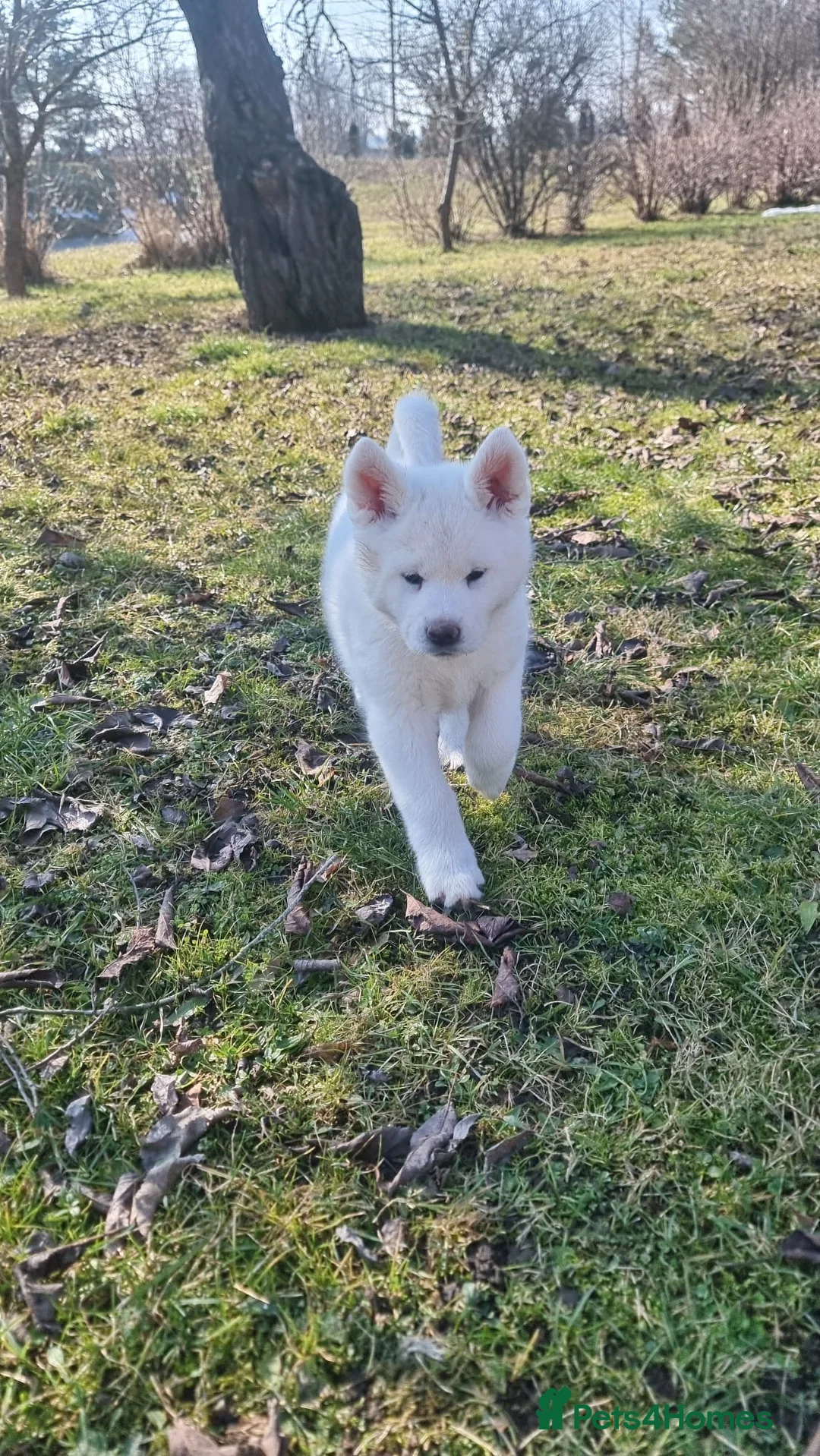 Japanese Akita Inu dogs for sale: Japanese Akita puppies  - Advert 1