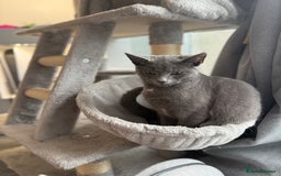Russian Blue cats for sale: Female rusian blue - Image 2