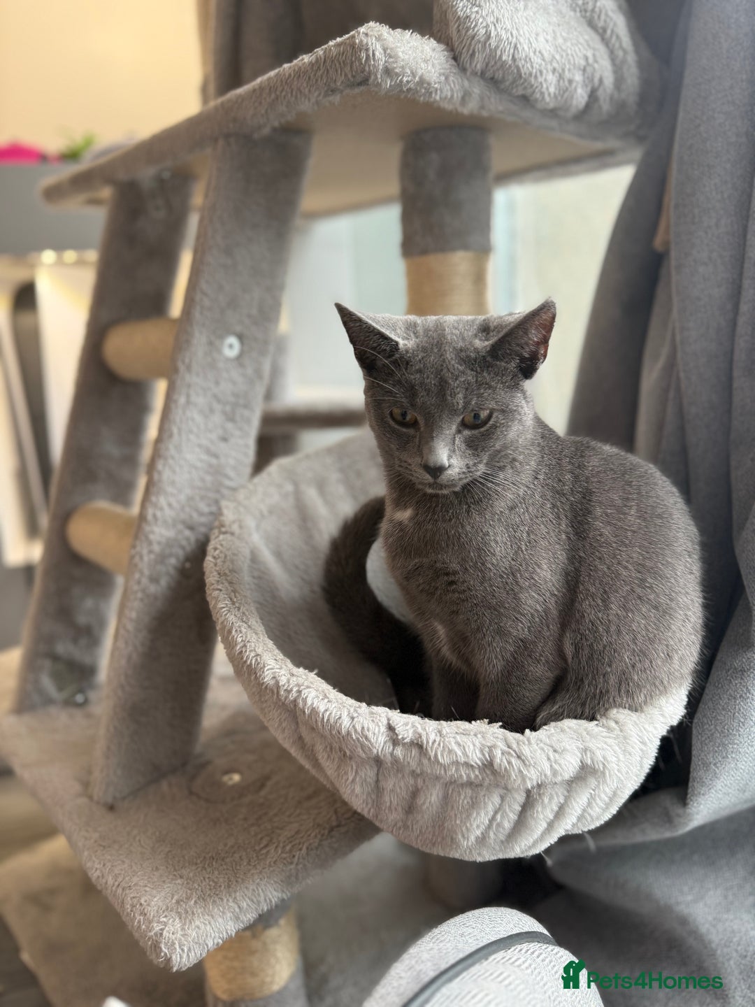 Russian Blue cats for sale: Female rusian blue - Image 2