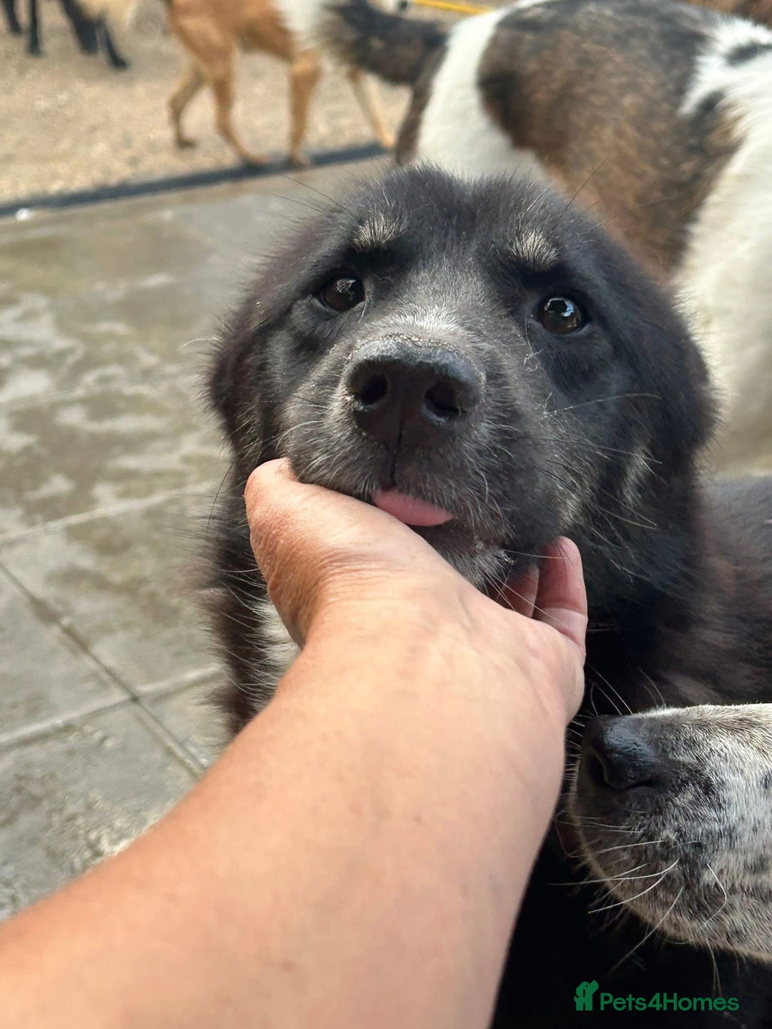 Mixed Breed dogs for adoption: Renato - Norwich Norfolk  - Image 7