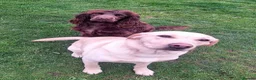 Labrador Retriever dogs for sale: Rumi & Tala - Advert 7